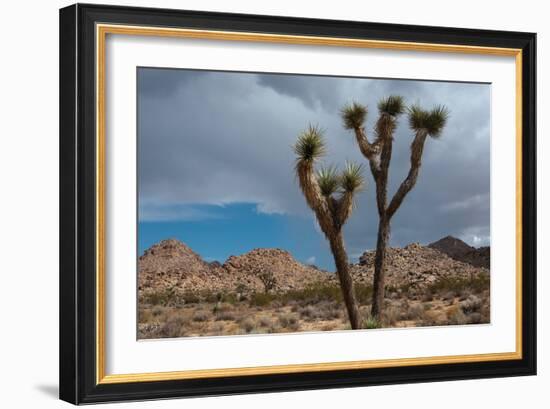 Joshua Tree III-Erin Berzel-Framed Photographic Print