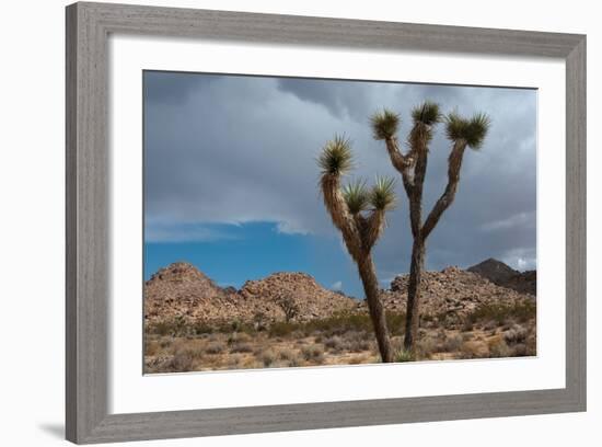 Joshua Tree III-Erin Berzel-Framed Photographic Print