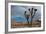 Joshua Tree III-Erin Berzel-Framed Photographic Print