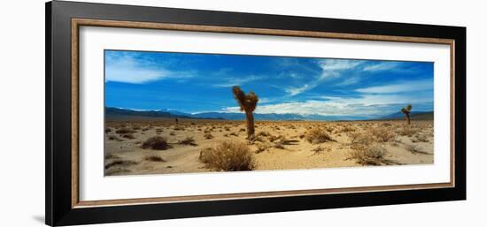 Joshua Tree in a Desert, Mojave Desert, California, USA-null-Framed Photographic Print