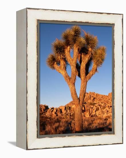 Joshua Tree in Sunlight-Kevin Schafer-Framed Premier Image Canvas