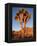 Joshua Tree in Sunlight-Kevin Schafer-Framed Premier Image Canvas