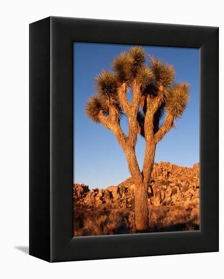 Joshua Tree in Sunlight-Kevin Schafer-Framed Premier Image Canvas