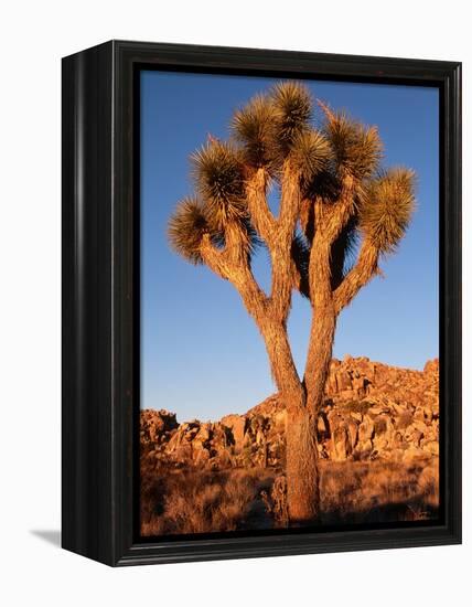 Joshua Tree in Sunlight-Kevin Schafer-Framed Premier Image Canvas