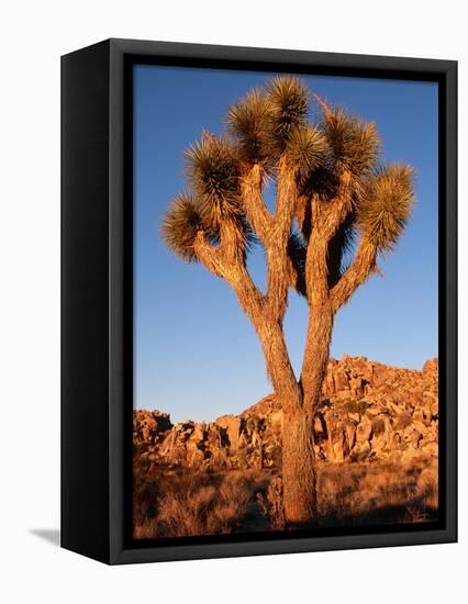 Joshua Tree in Sunlight-Kevin Schafer-Framed Premier Image Canvas