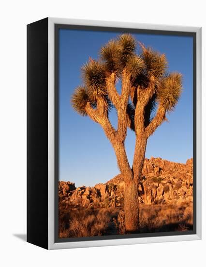 Joshua Tree in Sunlight-Kevin Schafer-Framed Premier Image Canvas