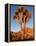 Joshua Tree in Sunlight-Kevin Schafer-Framed Premier Image Canvas