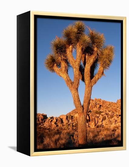 Joshua Tree in Sunlight-Kevin Schafer-Framed Premier Image Canvas