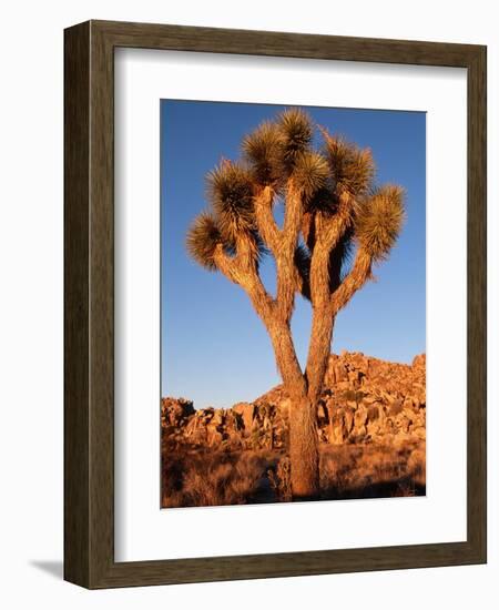 Joshua Tree in Sunlight-Kevin Schafer-Framed Premium Photographic Print