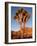 Joshua Tree in Sunlight-Kevin Schafer-Framed Photographic Print