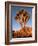 Joshua Tree in Sunlight-Kevin Schafer-Framed Photographic Print