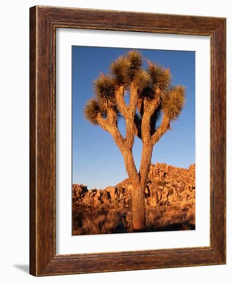 Joshua Tree in Sunlight-Kevin Schafer-Framed Photographic Print