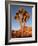 Joshua Tree in Sunlight-Kevin Schafer-Framed Photographic Print