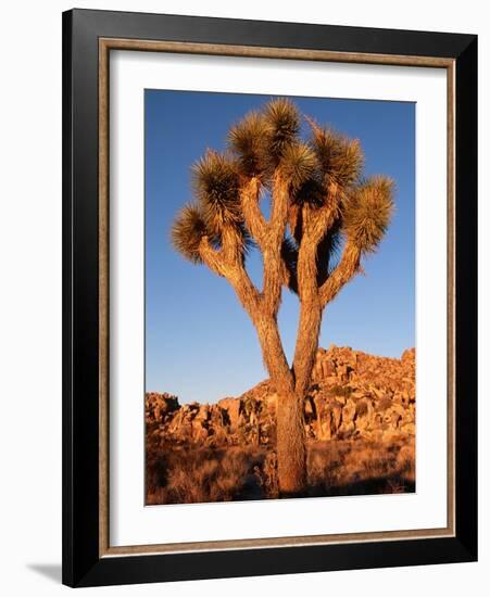 Joshua Tree in Sunlight-Kevin Schafer-Framed Photographic Print