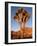 Joshua Tree in Sunlight-Kevin Schafer-Framed Photographic Print