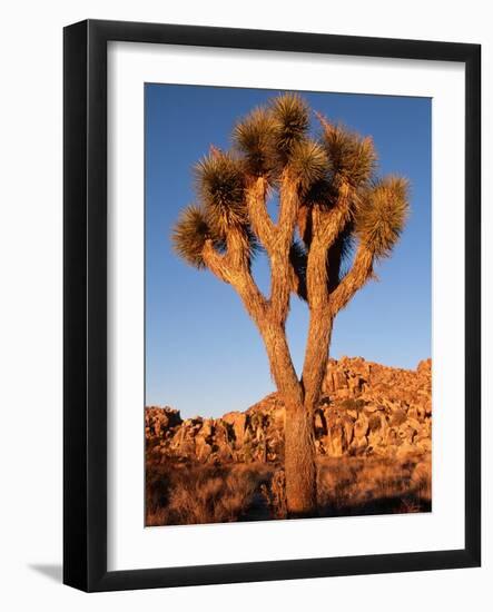 Joshua Tree in Sunlight-Kevin Schafer-Framed Photographic Print