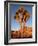 Joshua Tree in Sunlight-Kevin Schafer-Framed Photographic Print