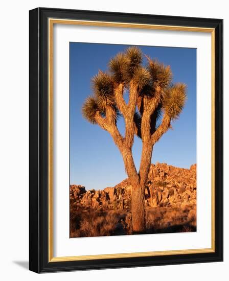 Joshua Tree in Sunlight-Kevin Schafer-Framed Photographic Print