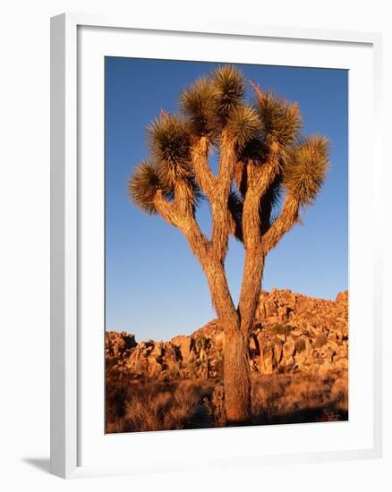 Joshua Tree in Sunlight-Kevin Schafer-Framed Photographic Print