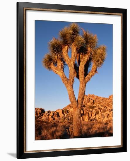 Joshua Tree in Sunlight-Kevin Schafer-Framed Photographic Print