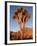 Joshua Tree in Sunlight-Kevin Schafer-Framed Photographic Print