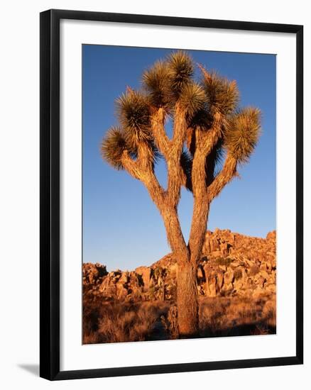 Joshua Tree in Sunlight-Kevin Schafer-Framed Photographic Print