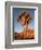 Joshua Tree in Sunlight-Kevin Schafer-Framed Photographic Print