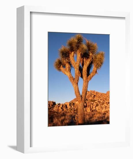 Joshua Tree in Sunlight-Kevin Schafer-Framed Photographic Print