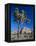 Joshua Tree, Joshua Tree National Park, California, USA-Ruth Tomlinson-Framed Premier Image Canvas