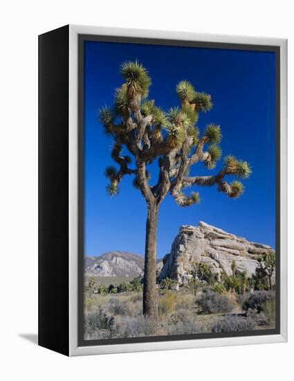 Joshua Tree, Joshua Tree National Park, California, USA-Ruth Tomlinson-Framed Premier Image Canvas