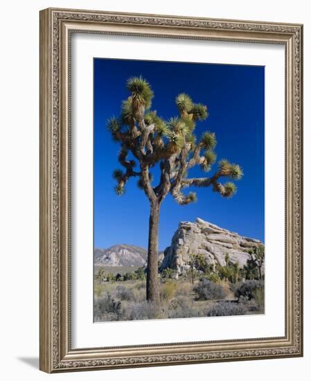 Joshua Tree, Joshua Tree National Park, California, USA-Ruth Tomlinson-Framed Photographic Print