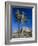 Joshua Tree, Joshua Tree National Park, California, USA-Ruth Tomlinson-Framed Photographic Print