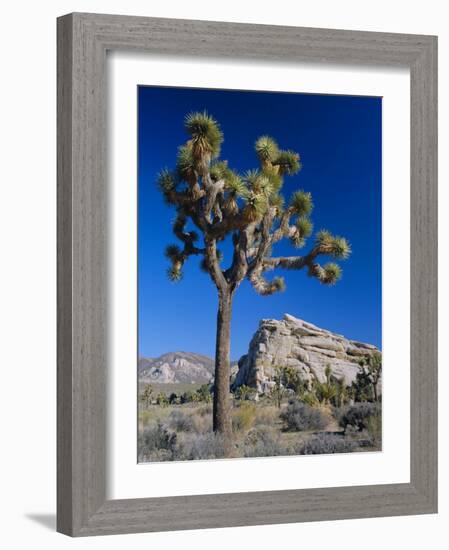 Joshua Tree, Joshua Tree National Park, California, USA-Ruth Tomlinson-Framed Photographic Print