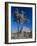 Joshua Tree, Joshua Tree National Park, California, USA-Ruth Tomlinson-Framed Photographic Print