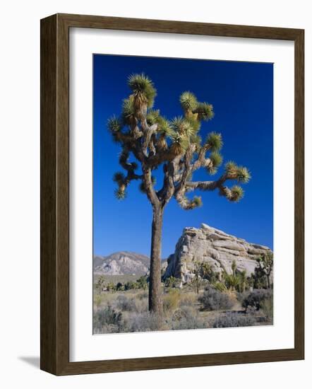 Joshua Tree, Joshua Tree National Park, California, USA-Ruth Tomlinson-Framed Photographic Print