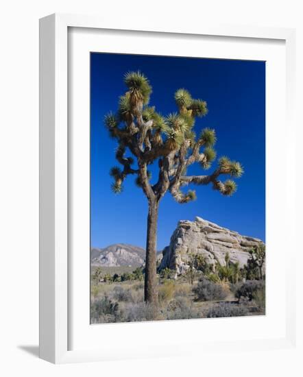 Joshua Tree, Joshua Tree National Park, California, USA-Ruth Tomlinson-Framed Photographic Print