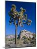 Joshua Tree, Joshua Tree National Park, California, USA-Ruth Tomlinson-Mounted Photographic Print