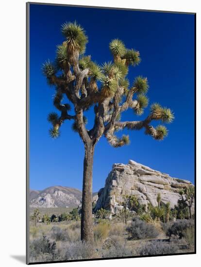 Joshua Tree, Joshua Tree National Park, California, USA-Ruth Tomlinson-Mounted Photographic Print