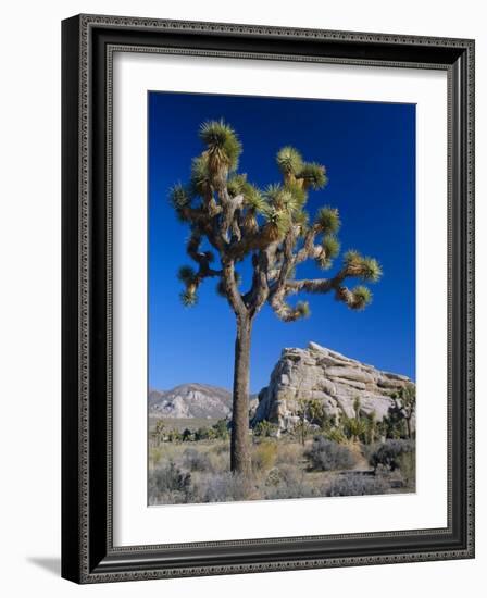 Joshua Tree, Joshua Tree National Park, California, USA-Ruth Tomlinson-Framed Photographic Print