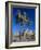 Joshua Tree, Joshua Tree National Park, California, USA-Ruth Tomlinson-Framed Photographic Print