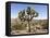 Joshua Tree, Joshua Tree National Park, California, USA-Luc Novovitch-Framed Premier Image Canvas