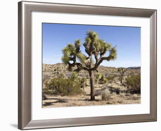 Joshua Tree, Joshua Tree National Park, California, USA-Luc Novovitch-Framed Photographic Print