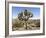 Joshua Tree, Joshua Tree National Park, California, USA-Luc Novovitch-Framed Photographic Print