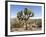 Joshua Tree, Joshua Tree National Park, California, USA-Luc Novovitch-Framed Photographic Print