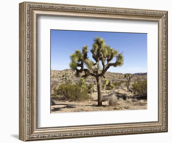 Joshua Tree, Joshua Tree National Park, California, USA-Luc Novovitch-Framed Photographic Print