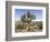 Joshua Tree, Joshua Tree National Park, California, USA-Luc Novovitch-Framed Photographic Print