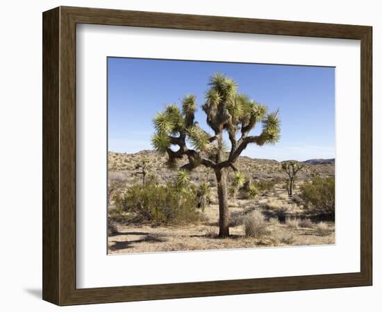 Joshua Tree, Joshua Tree National Park, California, USA-Luc Novovitch-Framed Photographic Print