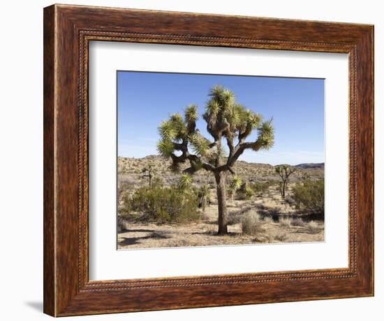 Joshua Tree, Joshua Tree National Park, California, USA-Luc Novovitch-Framed Photographic Print