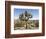 Joshua Tree, Joshua Tree National Park, California, USA-Luc Novovitch-Framed Photographic Print