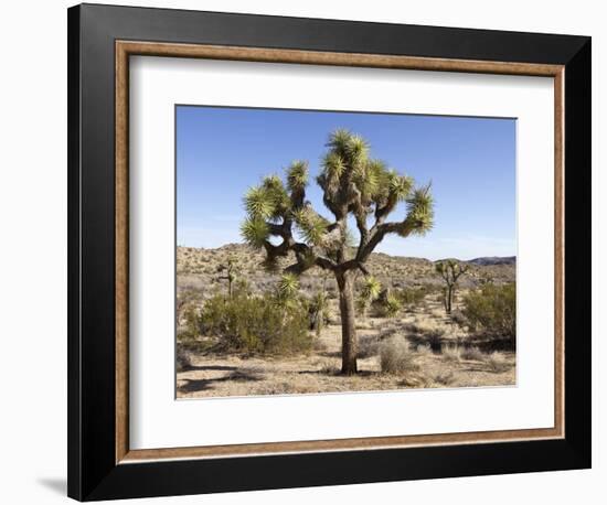 Joshua Tree, Joshua Tree National Park, California, USA-Luc Novovitch-Framed Photographic Print